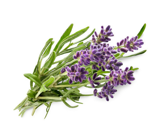TooGet Fleurs De Lavande Séchées 225g - Bourgeons 100% Naturels Ultra Bleu Parfumés Pour Sachets, Cuisine Et Bien-Être