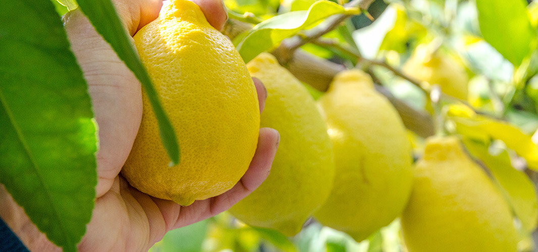 citron 2 desktop