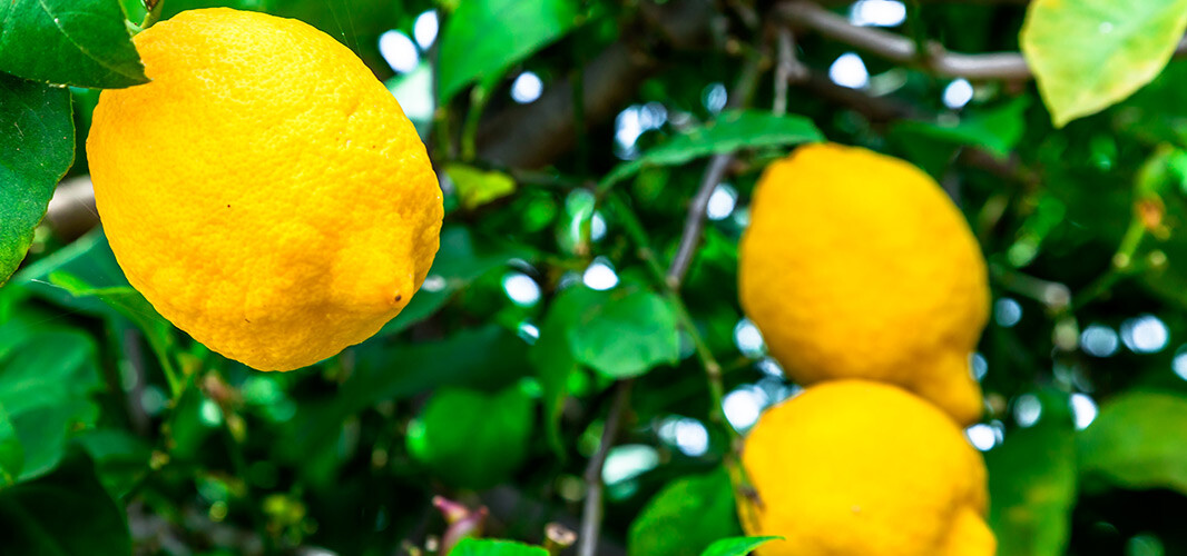 citron 1 desktop