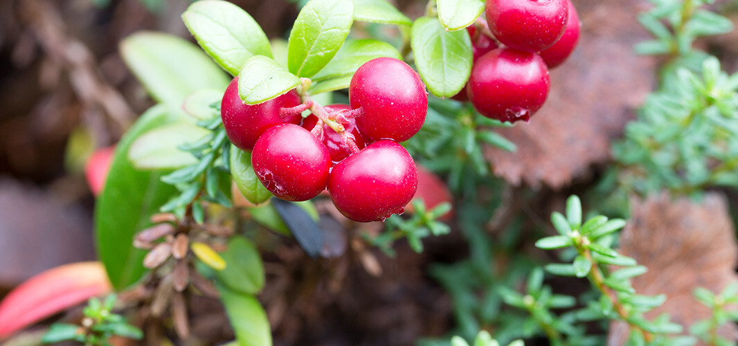 cranberry 1 desktop