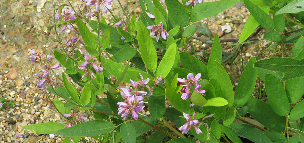 Desmodium canadense 1 desktop