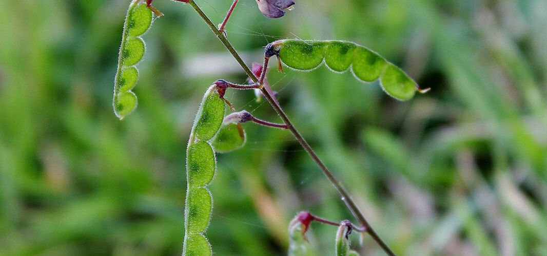 Desmodium canadense 2 desktop