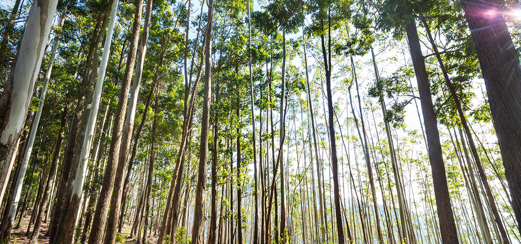 eucalyptus 1 desktop