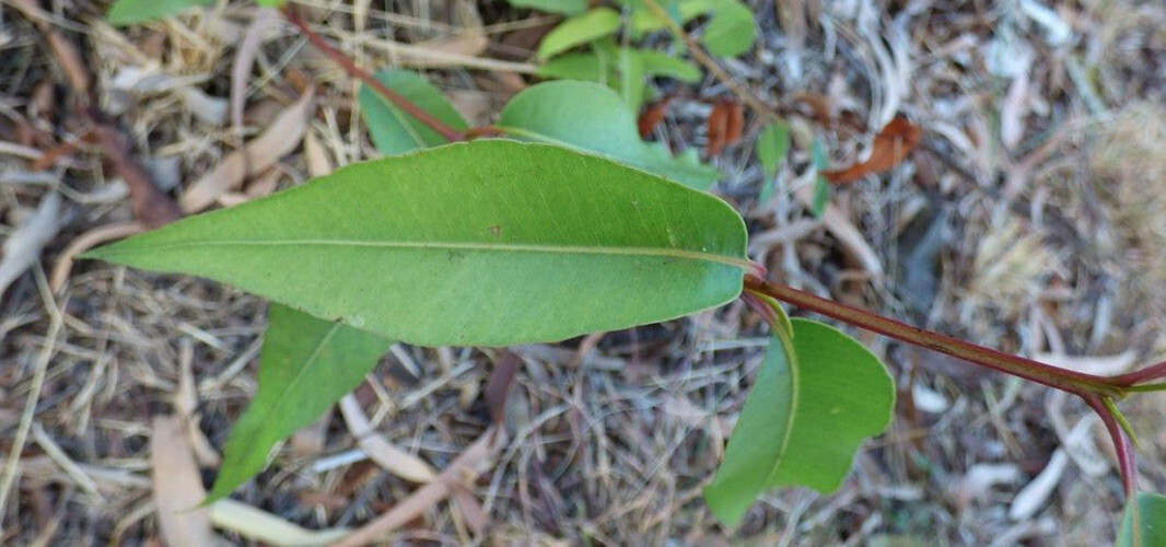 eucalyptus citronne 1 desktop