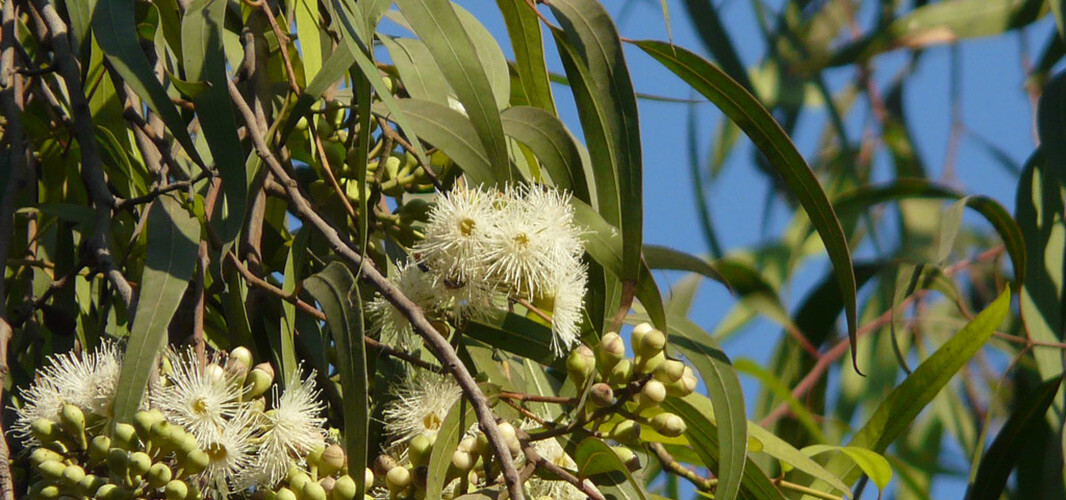 eucalyptis globulus 1 desktop