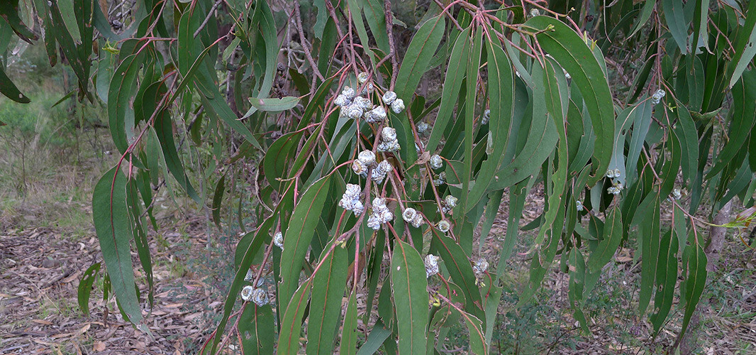 eucalyptis globulus 2 desktop