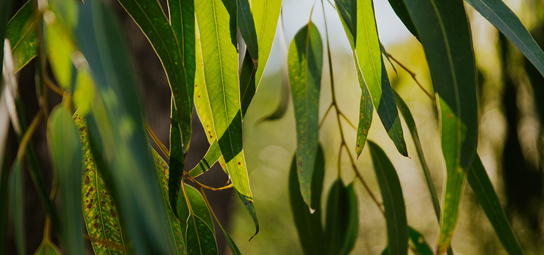 eucalyptus radiata 1 desktop