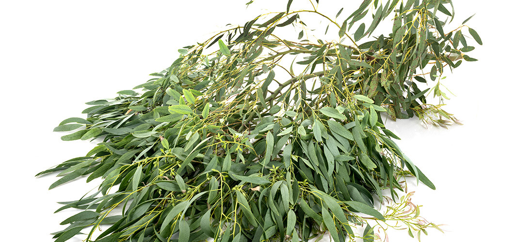 eucalyptus 2 desktop