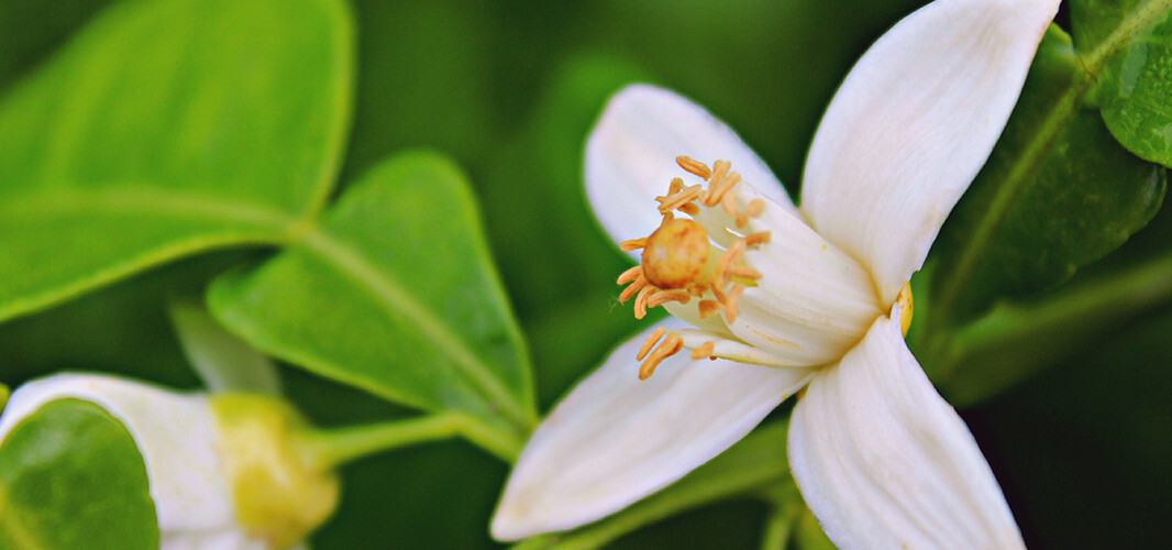fleur oranger 2 desktop