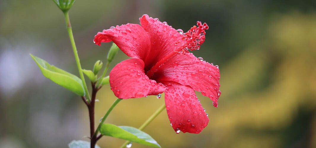 hibiscus 1 desktop