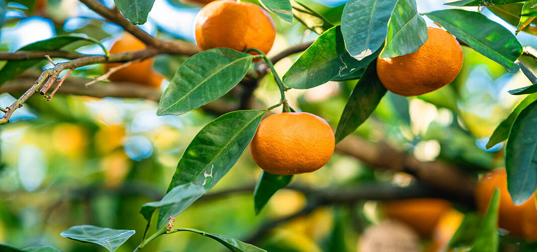 Mandarine 1 desktop