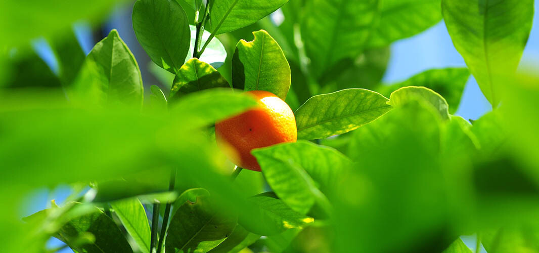Mandarine 2 desktop