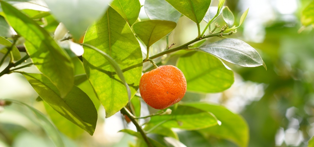 Mandarine