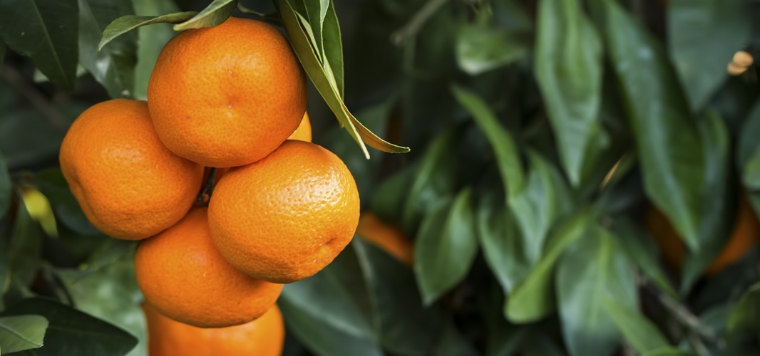 Mandarine 2