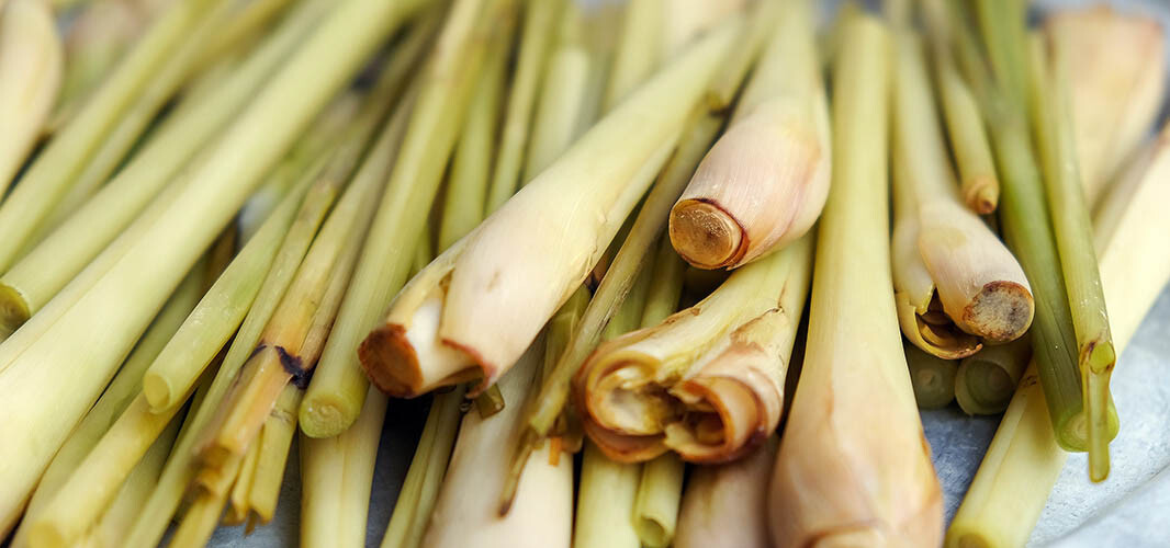 Lemongrass 1 desktop
