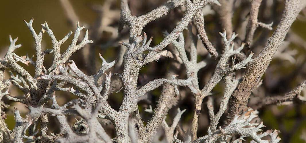 lichen d'islande 2 desktop