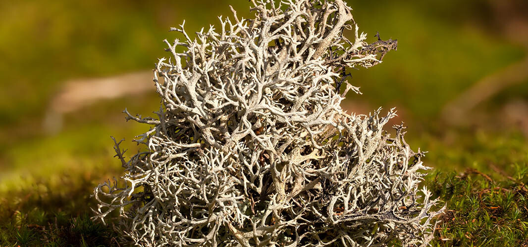lichen d'islande 1 desktop