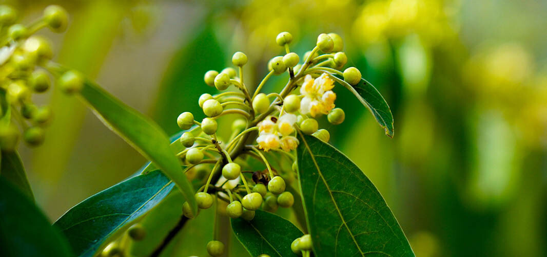litsée citronnée 1 desktop
