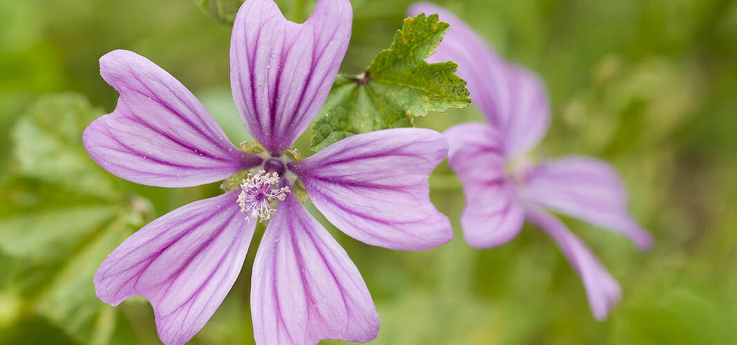 Mauve 1 desktop
