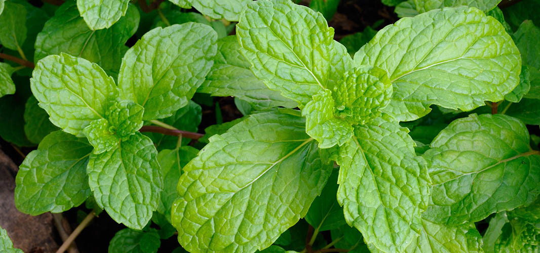 Menthe douce 1 desktop