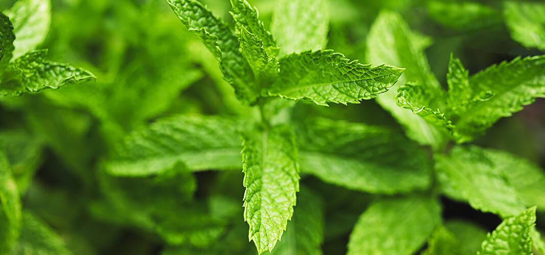 Menthe poivrée 1 desktop