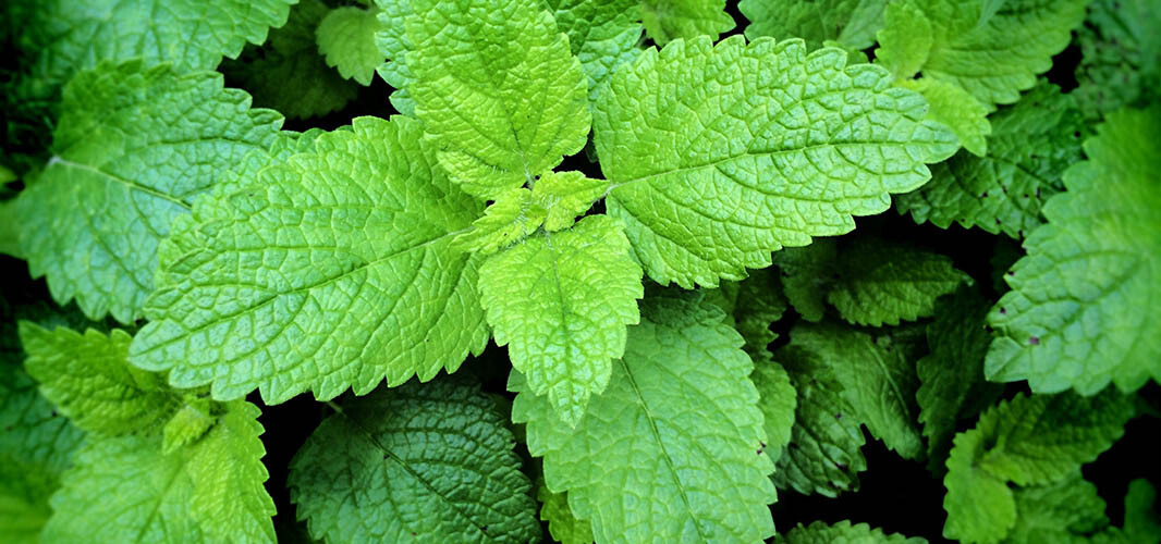 Menthe poivrée 2 desktop