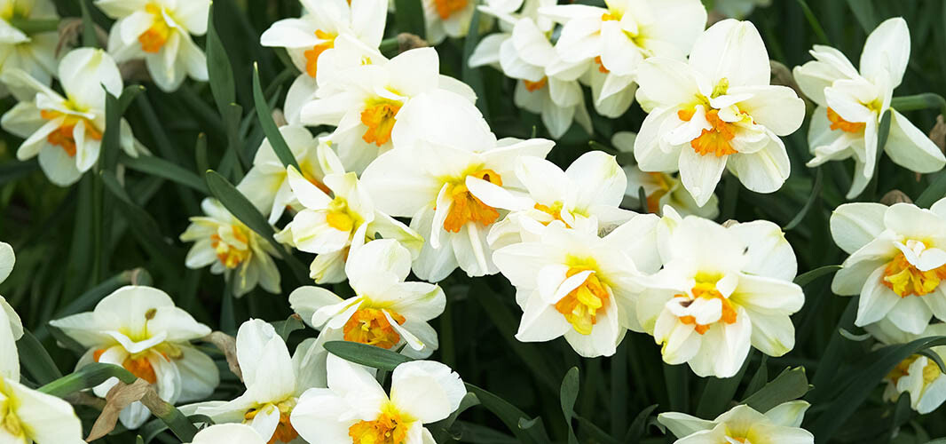 Narcisse 2 desktop