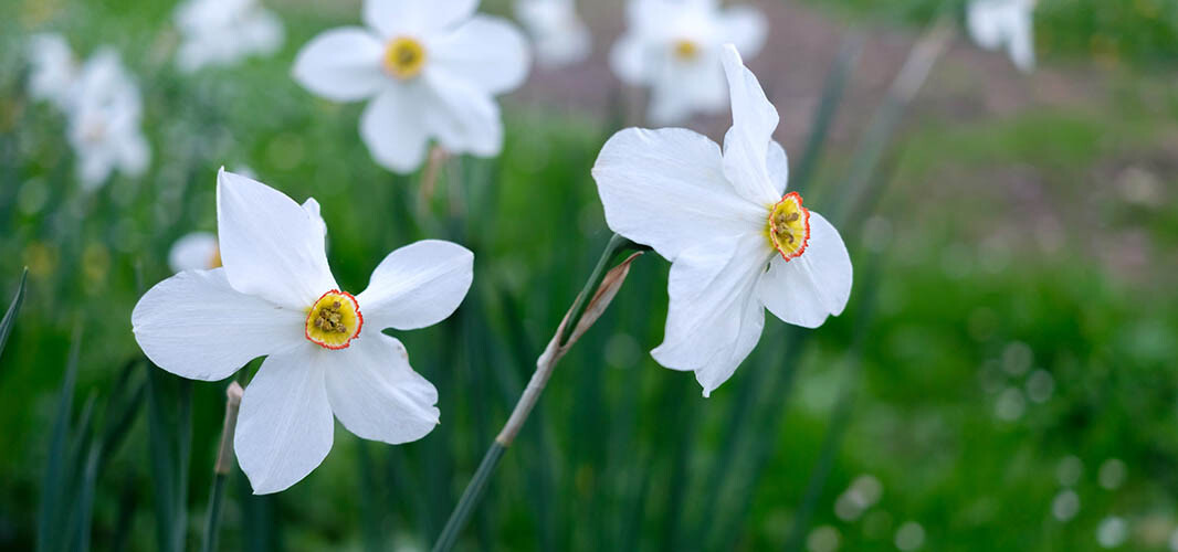 Narcisse 1 desktop