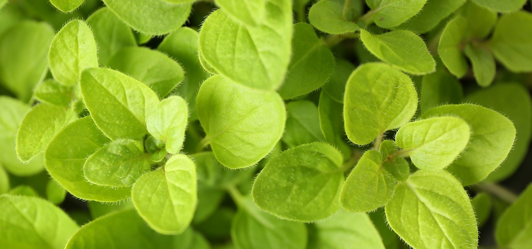 origan vert Origanum vulgare x hirtcum