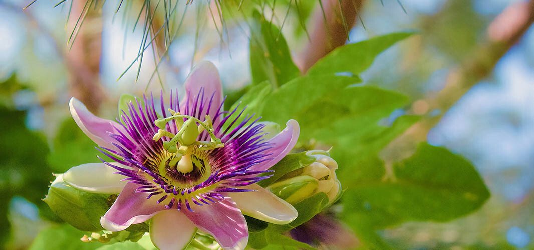 Passiflore 1 desktop