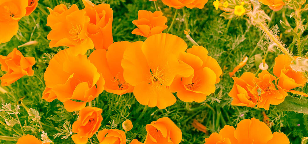 Pavot de californie 1 desktop