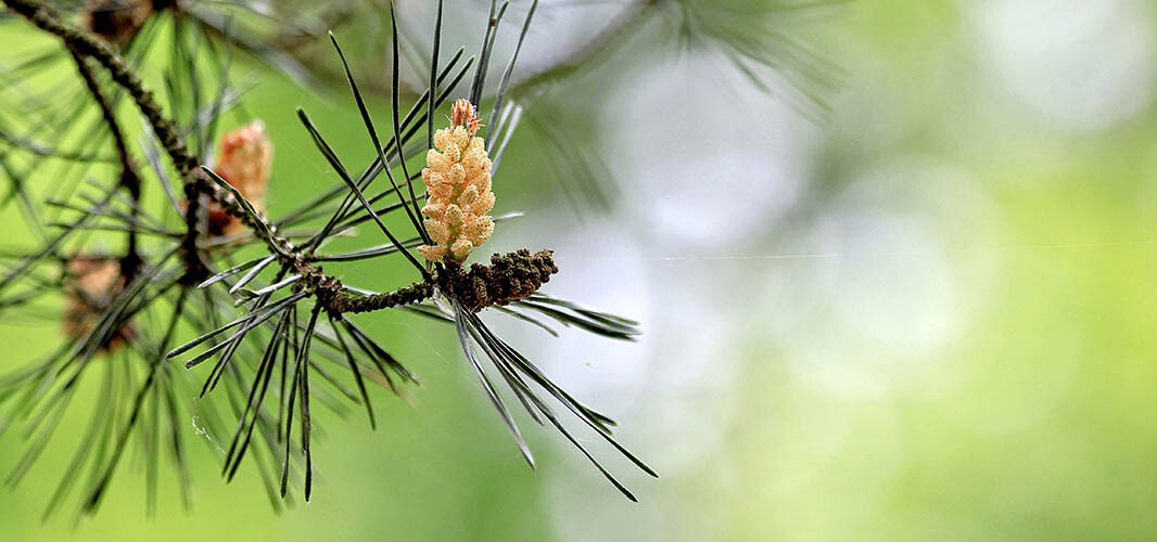 Pin sylvestre 1 desktop