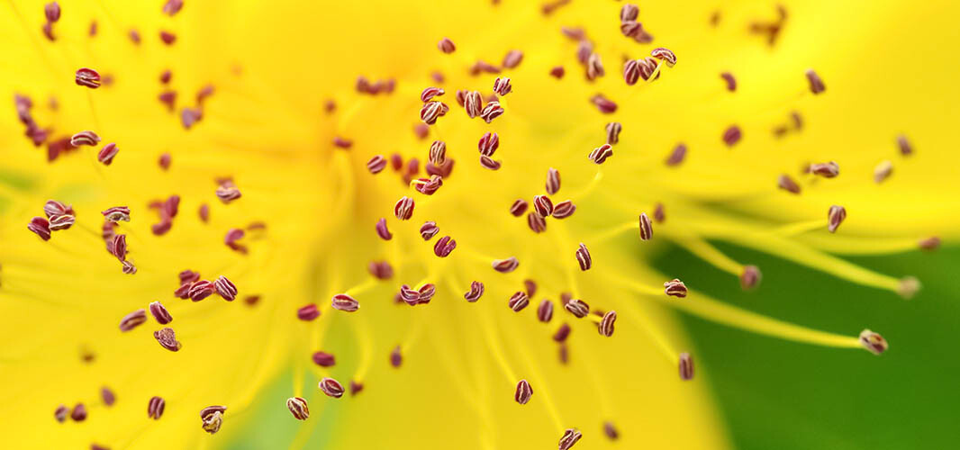 Pollen 1 desktop