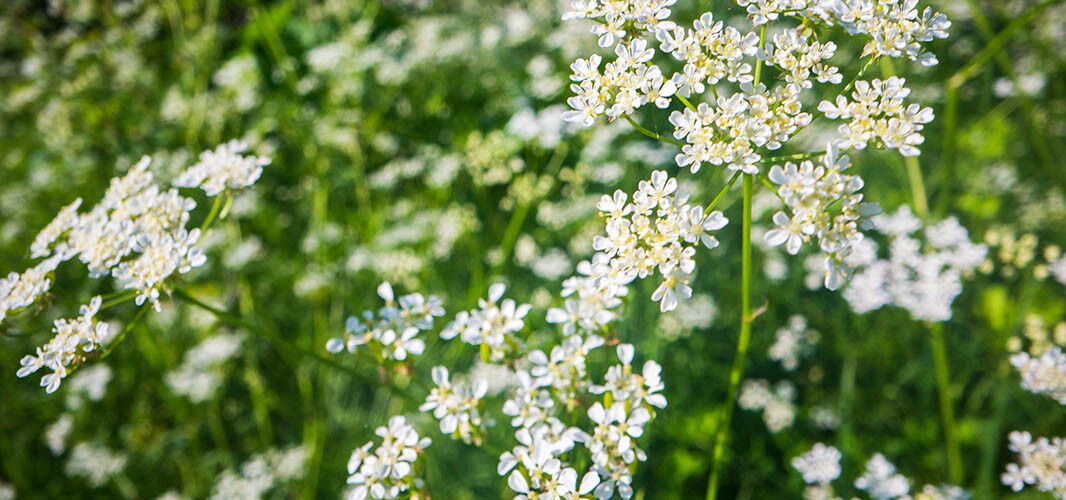 reine des prés 2 desktop