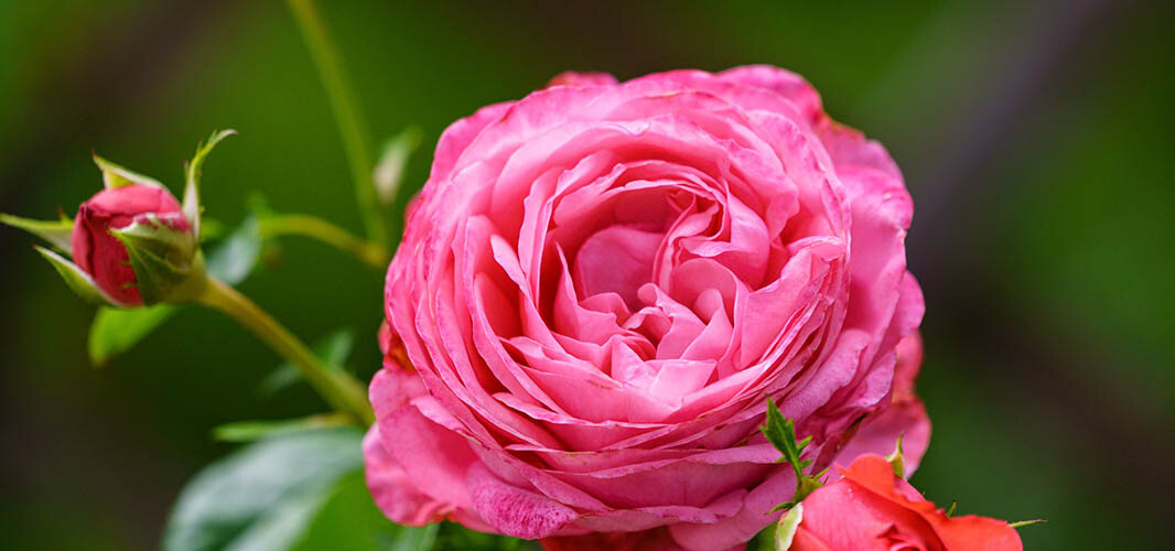 Rose 1 desktop