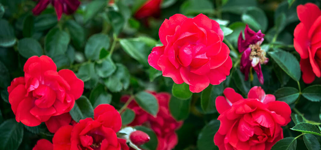 Rose 2 desktop