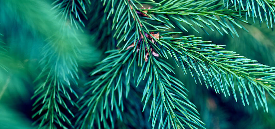 Sapin 1 desktop
