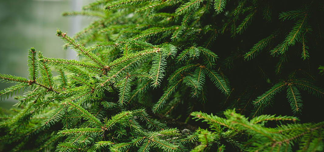 Sapin 2 desktop