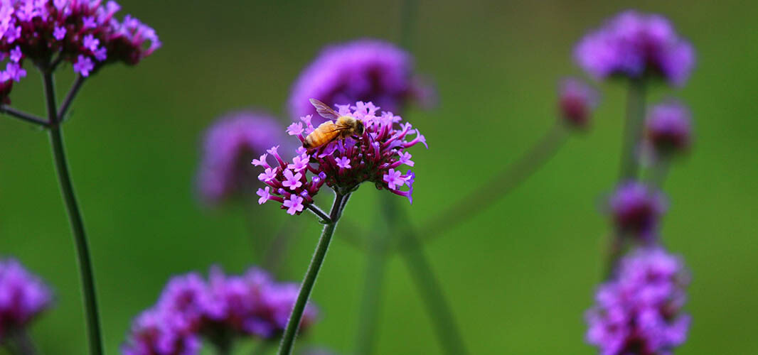 Verveine 2 desktop
