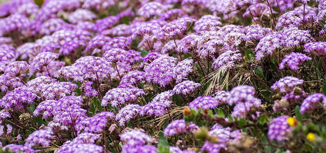 Verveine 1 desktop