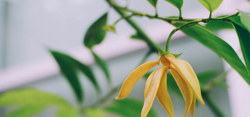 Ylang ylang  1 desktop