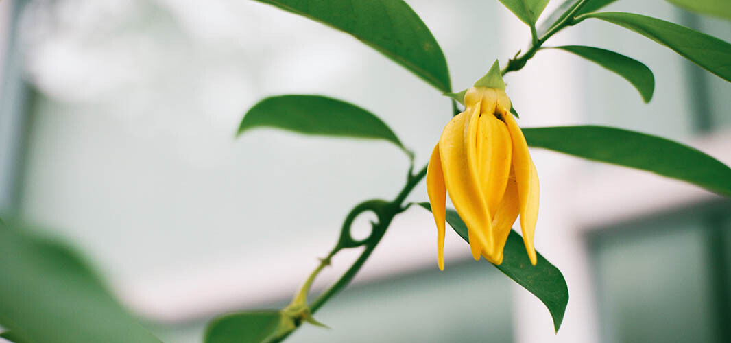 Ylang ylang  2 desktop
