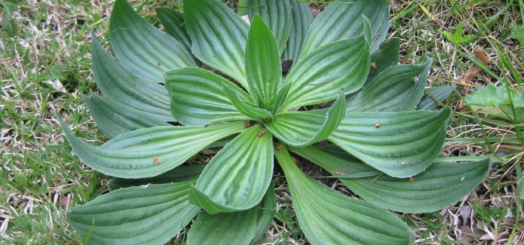 plantain lancéolé