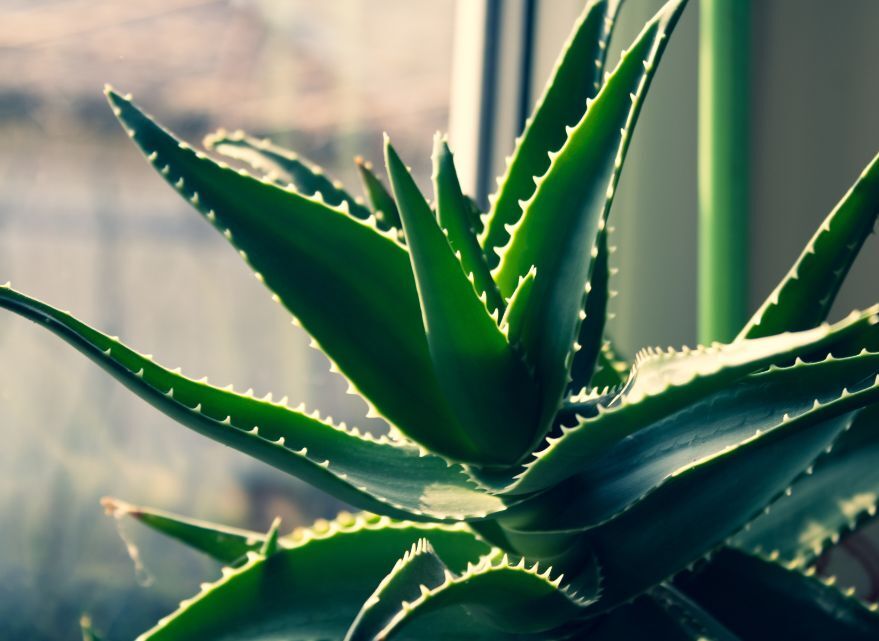 Les bienfaits de l'aloe vera