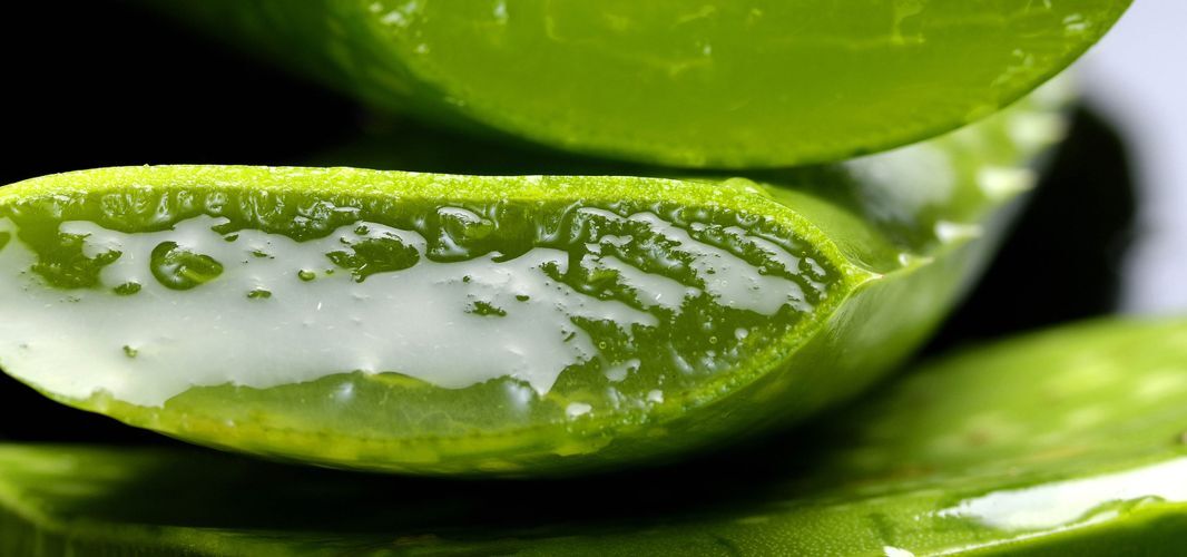 branche aloe vera