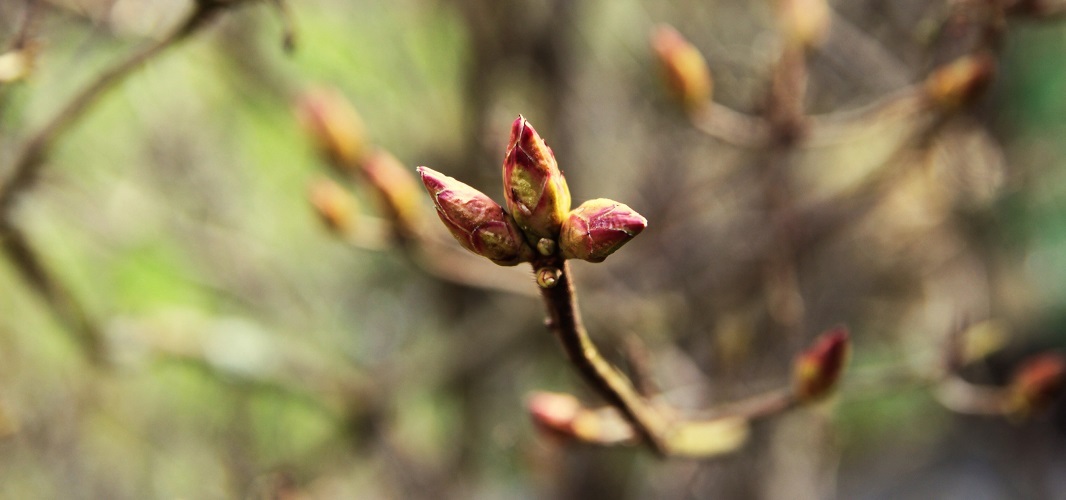 gemmothérapie bourgeons