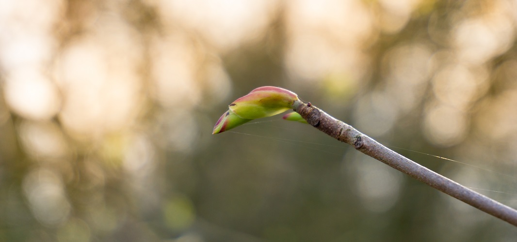 bourgeons