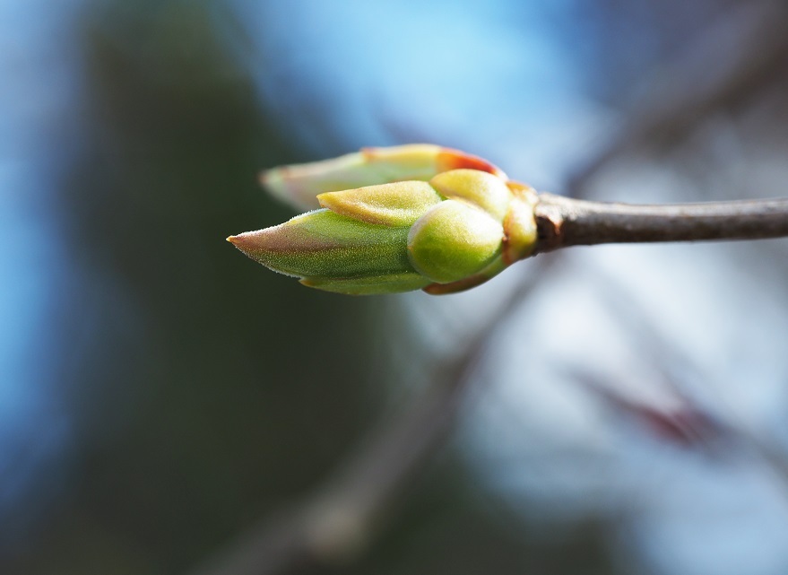La gemmothérapie : le pouvoir des bourgeons au service de votre bien-être