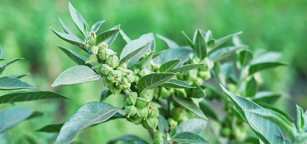 ashwaganda (2)