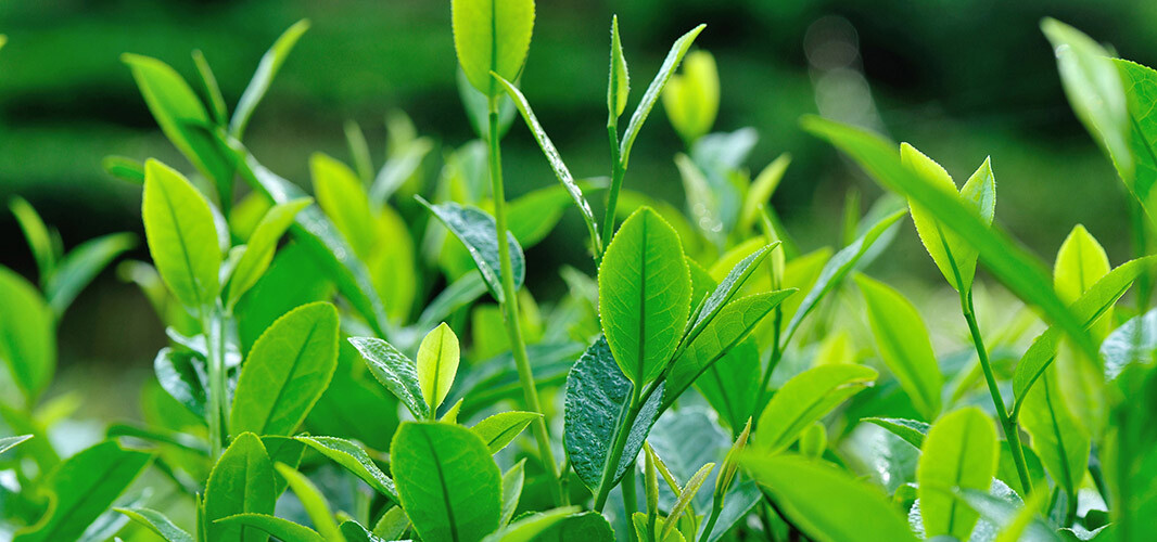 Tea tree